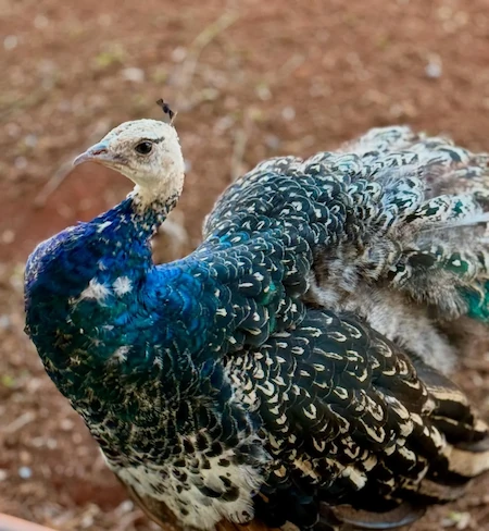 Pavão Ombros Negros